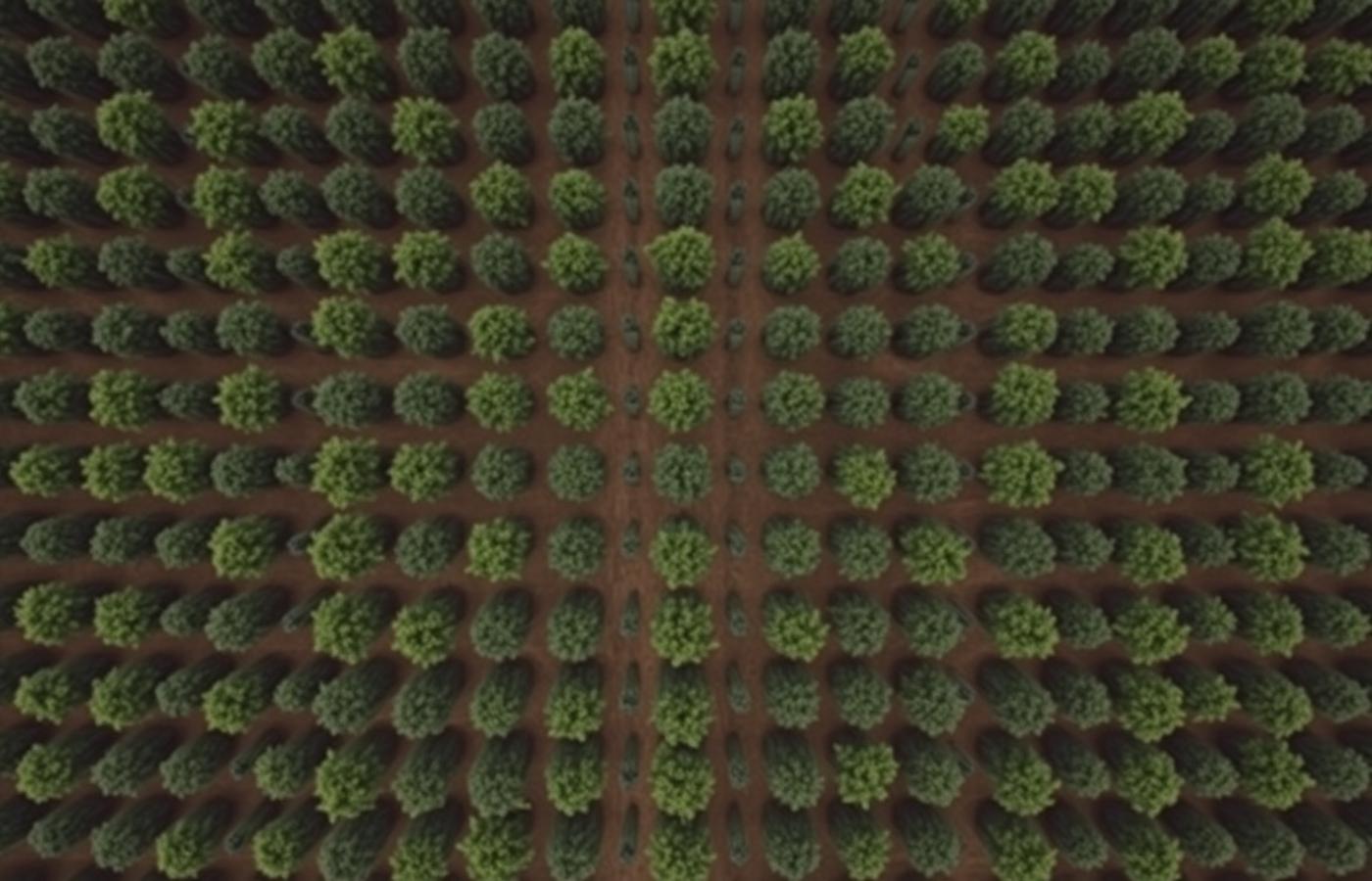 Plantación aérea